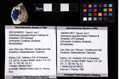 Foto (Objket + Etiketten) von Gastrosacus aequabus (Robins, Feldmann & Schweitzer, 2013) 